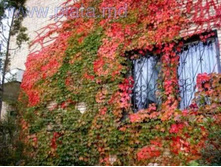 �������� ������������ ������� (Parthenocissus quinquefolia) 100���.jpg