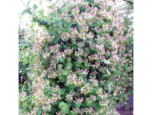 ��������� ��������� (Lonicera caprifolium) 130���.jpg