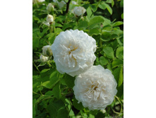 ���� �������� ����� ������� 150���.jpeg