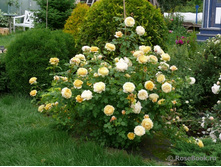 ���� ���������� ������ ������ 150���.jpg