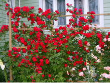 ���� ��������� ���������� 150���..jpg