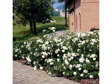 ���� �������������� ����� 150���..jpg