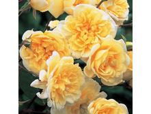 ���� ������� ���� 650���.jpg