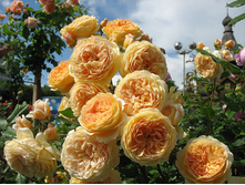 ���� ����� �������� ��������� 650���.jpeg