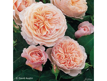 ���� ������ ����� 650���.jpg