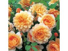 ���� ����� 650���.jpg