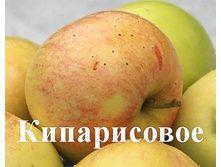 ������ ����������� (����) 300���..jpg