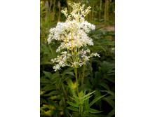 �������� 60 ���.jpg