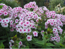 ����������� 599.jpg