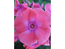 ����������� 709.jpg