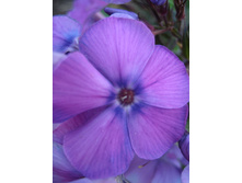 ����������� 710.jpg