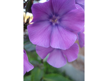 ����������� 711.jpg