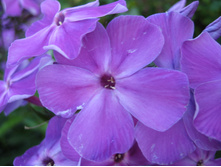 ����������� 723.jpg