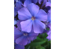 ����������� 726.jpg