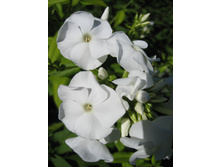 ����������� 731.jpg