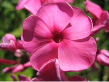 ����������� 730.jpg