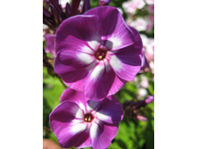 ����������� 736.jpg