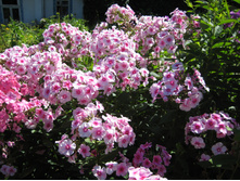 ����������� 738.jpg