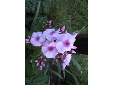 ����������� 747.jpg