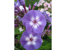 ����������� 749.jpg