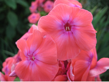 ����������� 775.jpg