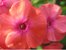 ����������� 779.jpg