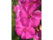 ����������� 780.jpg