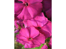 ����������� 781.jpg