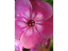 ����������� 782.jpg