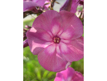 ����������� 783.jpg