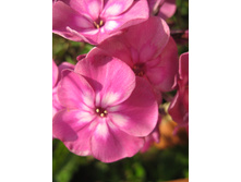 ����������� 785.jpg