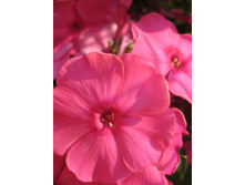 ����������� 789.jpg