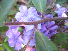 ����������� 794.jpg