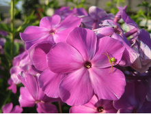 ����������� 795.jpg