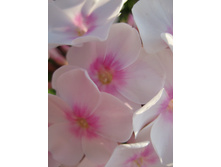 ����������� 798.jpg