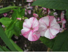 ����������� 834.jpg