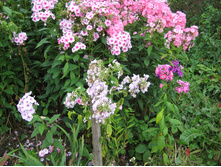 ����������� 837.jpg