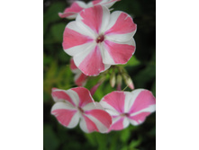 ����������� 835.jpg