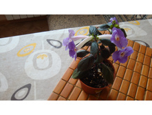 ���������� Texas Sported Leopard