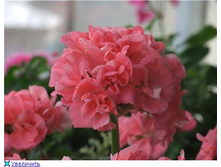 Highfield's Charisma