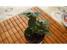 ��������� �������(Puteolata Watermelon)