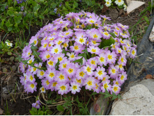 P1020649.JPG ������� ������-��������� 30�