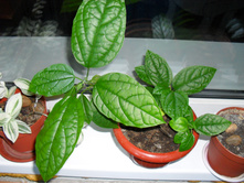 ������������ ��������. ����� ��� ������.