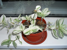 ������������ ������������� ���������.