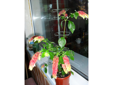 ����������.