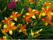 ����� ����