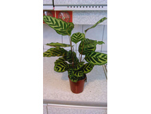 ������� ������ -