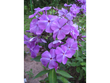 ��������� ����