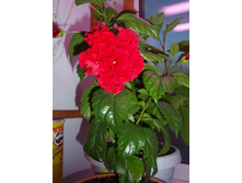 �������� ���Σ�