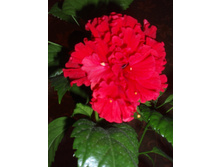 �������� ���Σ�